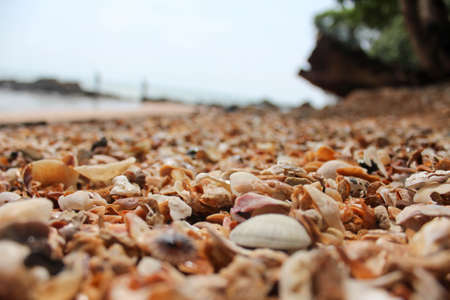 shells pile texture の写真素材
