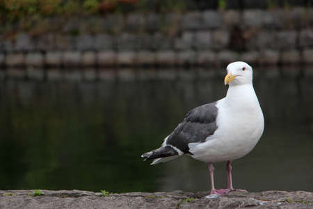 bird beside riverの写真素材