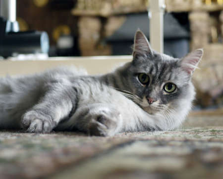 Cute pet cat close up