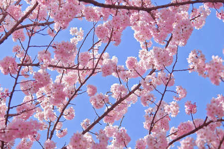pink cherry blossom in spring.