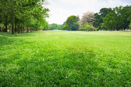 Green nature view for using as background or wallpaper.の写真素材