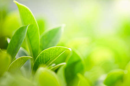 Closeup nature view of green leaf on blurred greenery background in garden with copy space using as...
