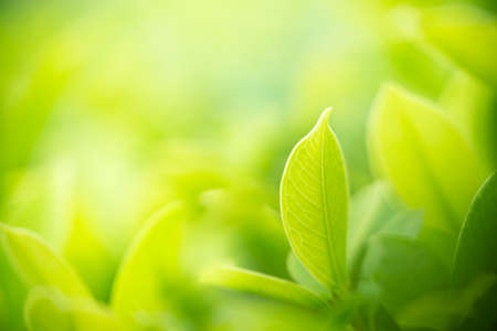 Closeup nature view of green leaf on blurred greenery background in garden with copy space using as background natural green plants landscape, ecology, fresh wallpaper concept.の写真素材