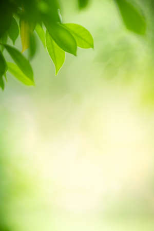 Beautiful nature view of green leaf on blurred greenery background in garden with copy space using as summer background natural green leaves plant landscape, ecology, fresh wallpaper concept.の写真素材