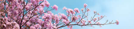 Beautiful nature view of pink flower on blurred background in garden with copy space using as summer background natural flora plants landscape, ecology, fresh cover page concept.の写真素材
