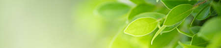 Beautiful nature view of green leaf on blurred greenery background in garden with copy space using as summer background natural green leaves plants landscape, ecology, fresh cover page concept.の写真素材