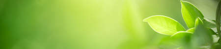 Beautiful nature view of green leaf on blurred greenery background in garden with copy space using as summer background natural green leaves plants landscape, ecology, fresh cover page concept.の写真素材
