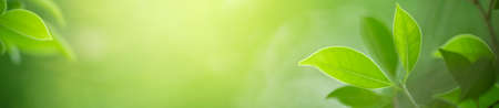 Beautiful nature view of green leaf on blurred greenery background in garden with copy space using as summer background natural green leaves plants landscape, ecology, fresh cover page concept.の写真素材