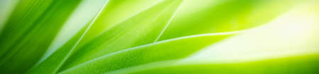 Beautiful nature view of green leaf on blurred greenery background in garden with copy space using as summer background natural green leaves plants landscape, ecology, fresh cover page concept.の写真素材
