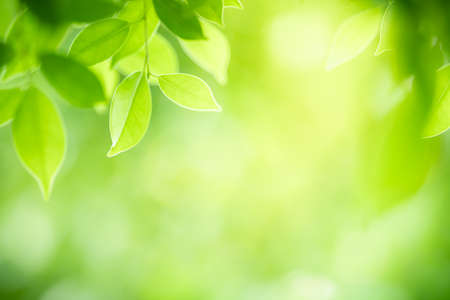 Beautiful nature view of green leaf on blurred greenery background in garden with copy space using as background natural green leaves plants landscape, ecology, fresh wallpaper concept.の写真素材