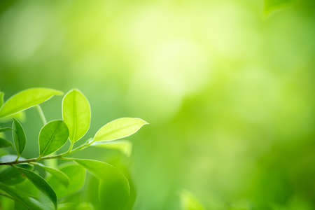 Beautiful nature view of green leaf on blurred greenery background in garden with copy space using...