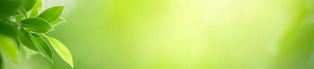 Beautiful nature view of green leaf on blurred greenery background in garden with copy space using as summer background natural green leaves plants landscape, ecology, fresh cover page concept.の写真素材
