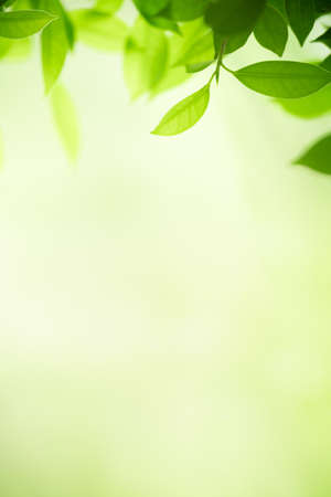 Beautiful nature view of green leaf on blurred greenery background in garden with copy space using as background natural green leaves plants landscape, ecology, fresh wallpaper concept.の写真素材