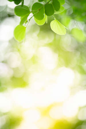 Nature of green leaf in garden using as background natural wallpaperの写真素材
