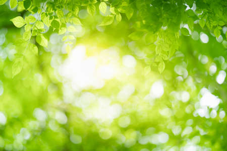 Nature of green leaf in garden using as background natural wallpaperの写真素材