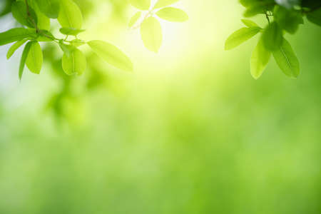 Nature of green leaf in garden using as background natural wallpaperの写真素材