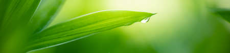Nature of green leaf in garden using as background natural cover pageの写真素材