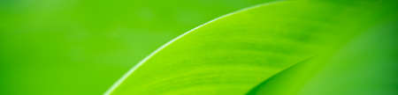 Nature of green leaf in garden using as background natural cover pageの写真素材