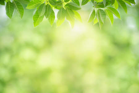 Nature of green leaf in garden using as background natural wallpaperの写真素材