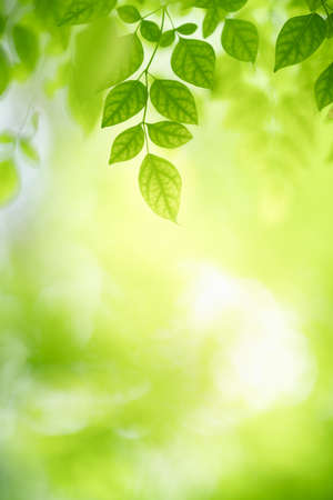 Nature of green leaf in garden using as background natural wallpaperの写真素材