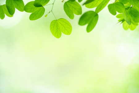 Nature of green leaf in garden using as background natural wallpaperの写真素材