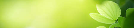 Nature of green leaf in garden using as background natural cover pageの写真素材