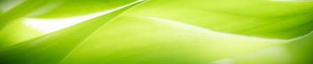 Beautiful nature view of green leaf on blurred greenery background in garden with copy space for text using as summer background natural green plants landscape, ecology, fresh cover page concept.の写真素材