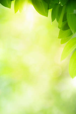 Beautiful nature view of green leaf on blurred greenery background in garden with copy space using as background natural green leaves plants landscape, ecology, fresh wallpaper concept.の写真素材