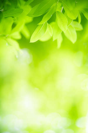 Beautiful nature view of green leaf on blurred greenery background in garden with copy space using as background natural green leaves plants landscape, ecology, fresh wallpaper concept.の写真素材