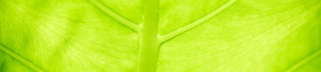 Beautiful nature view of green leaf on blurred greenery background in garden with copy space using as summer background natural green leaves plants landscape, ecology, fresh cover page concept.の写真素材