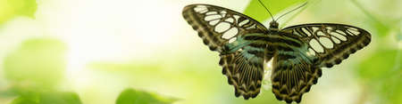 Beautiful nature view of butterfly on blurred background in garden with copy space using as background natural animal landscape, fresh cover page, butterflies day concept.の写真素材