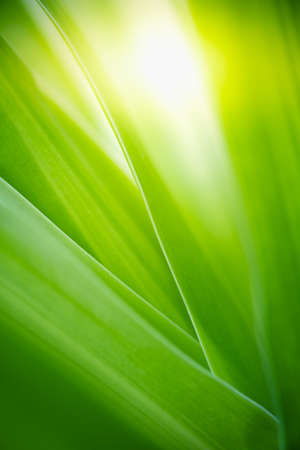 Beautiful nature view of green leaf on blurred greenery background in garden with copy space using as summer background natural green leaves plant landscape, ecology, fresh wallpaper concept.の写真素材