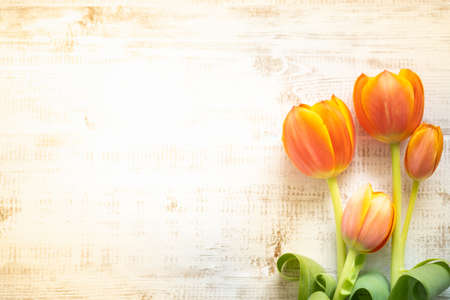 Closeup nature view of beautiful flower tulip on blurred white wooden background with copy space using as summer background natural flower plants landscape, ecology, fresh wallpaper concept.の写真素材