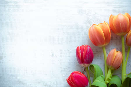 Closeup nature view of beautiful flower tulip on blurred white wooden background with copy space using as summer background natural flower plants landscape, ecology, fresh wallpaper concept.の写真素材