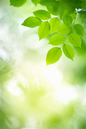 Beautiful nature view of green leaf on blurred greenery background in garden with copy space using as summer background natural green leaves plant landscape, ecology, fresh wallpaper concept.の写真素材