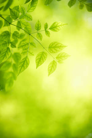 Beautiful nature view of green leaf on blurred greenery background in garden with copy space using as summer background natural green leaves plant landscape, ecology, fresh wallpaper concept.の写真素材