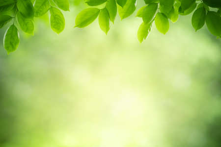 Beautiful nature view of green leaf on blurred greenery background in garden with copy space using as summer background natural green leaves plant landscape, ecology, fresh wallpaper concept.の写真素材