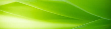 Beautiful nature view of green leaf on blurred greenery background in garden with copy space using as summer background natural green leaves plants landscape, ecology, fresh cover page concept.の写真素材