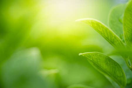 Beautiful nature view of green leaf on blurred greenery background in garden with copy space using as background natural green leaves plants landscape, ecology, fresh wallpaper concept.の写真素材