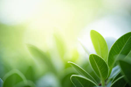 Beautiful nature view of green leaf on blurred greenery background in garden with copy space using as background natural green leaves plants landscape, ecology, fresh wallpaper concept.の写真素材