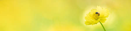 Beautiful nature view of flower and bee on blurred greenery background in garden with copy space...