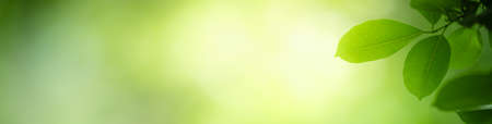 Nature of green leaf in garden using as background natural cover pageの写真素材
