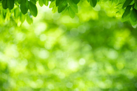 Nature of green leaf in garden using as background natural wallpaperの写真素材