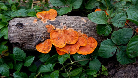 Red Fungus mushroom in the forest on dead wood treeの写真素材