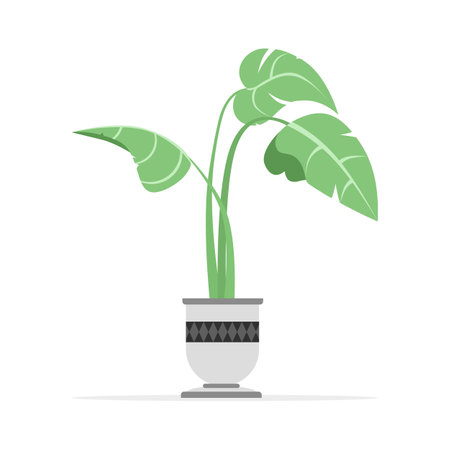 Monstera plant (Monstera Deliciosa) isolated on white background, monstera vector illustration.のイラスト素材