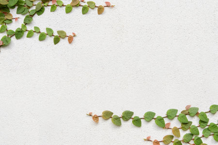 Green creeper background - climbing plant on white concrete wall .の写真素材