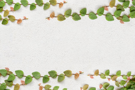 Green creeper background - climbing plant on white concrete wall .の写真素材