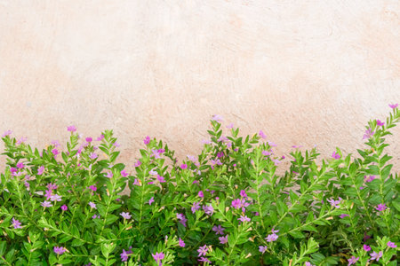 Spring floral green leaves bush on stucco wall , flat lay, top view valentines backgroundの写真素材