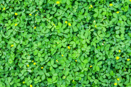Green Leaves backgroundの写真素材