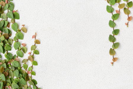 Green creeper background - climbing plant on white concrete wall .の写真素材